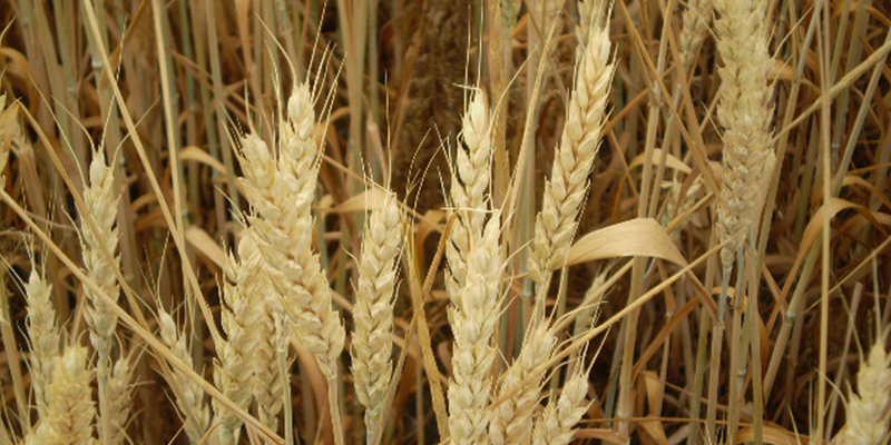 Пшеница, сорт Юка, сеяли 5-6 октября по подсолнечнику, норма высева 5,5 млн на га, удобрения амофос 15.15.15.6 %, междурядье 23,5см.