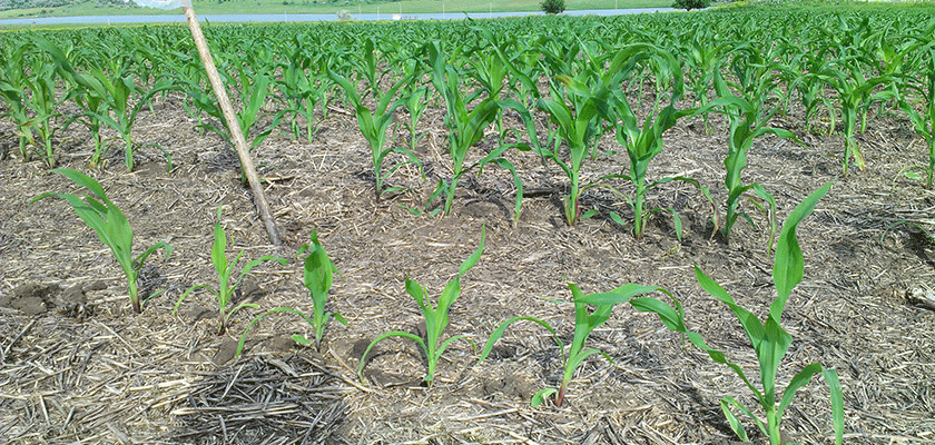 Посевы кукурузы по no-till универсальной сеялкой BERTINI (первый ряд) и сеялкой точного высева из США. Разница 3 дня