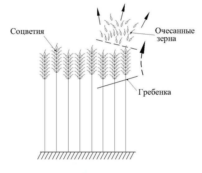 Рисунок 1. Очес колосовых и метелочных культур