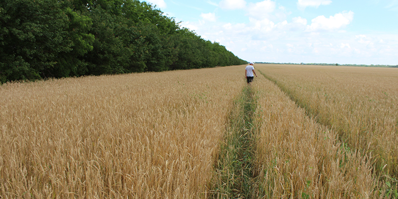 Посевы пшеницы по кукурузе технология ноу-тилл сеялка Бертини