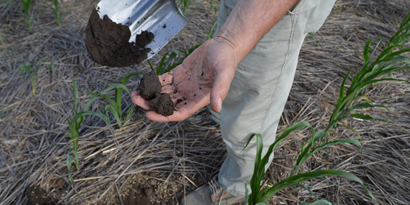 Влага под покровом пожнивных остатков достаточная для развития кукурузы. Прямой посев сеялкой Бертини