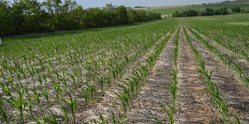 Прямой посев кукурузы на полях Водопьянова